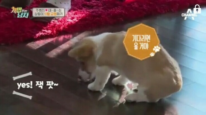 [개밥주는남자] 웰시코기 삼둥이 대중소 식탐고치기 (feat.갓형욱) | 인스티즈