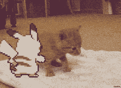 쥐가 고양이 이기는 방법.gif | 인스티즈