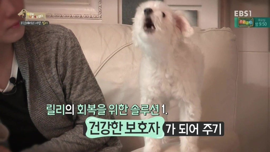 [세상에나쁜개는없다] 가족들에게 짖고 무는 강아지 릴리햏 | 인스티즈