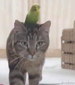 이 고양이는 내가 접수하겠다 | 인스티즈