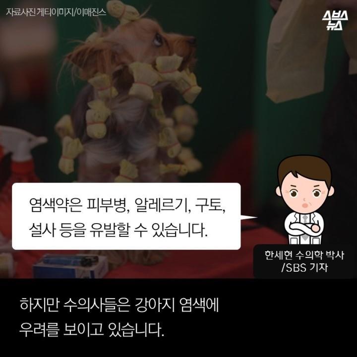 강아지가 도화지야? | 인스티즈
