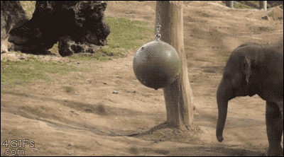 짱덕터지는 동물들.gif | 인스티즈