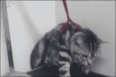 터미네이터를 본 고양이 | 인스티즈
