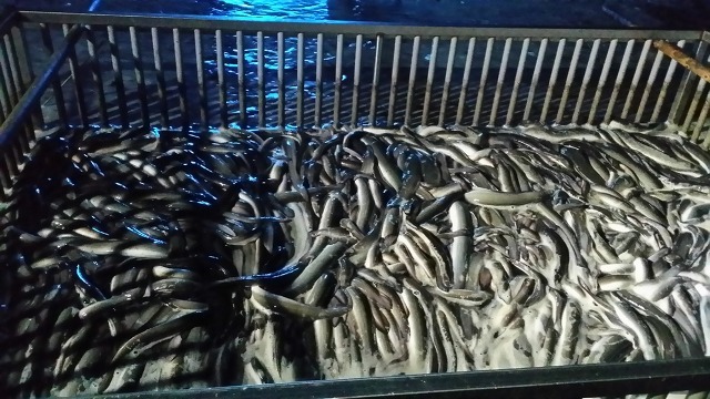 미산장어 이미지