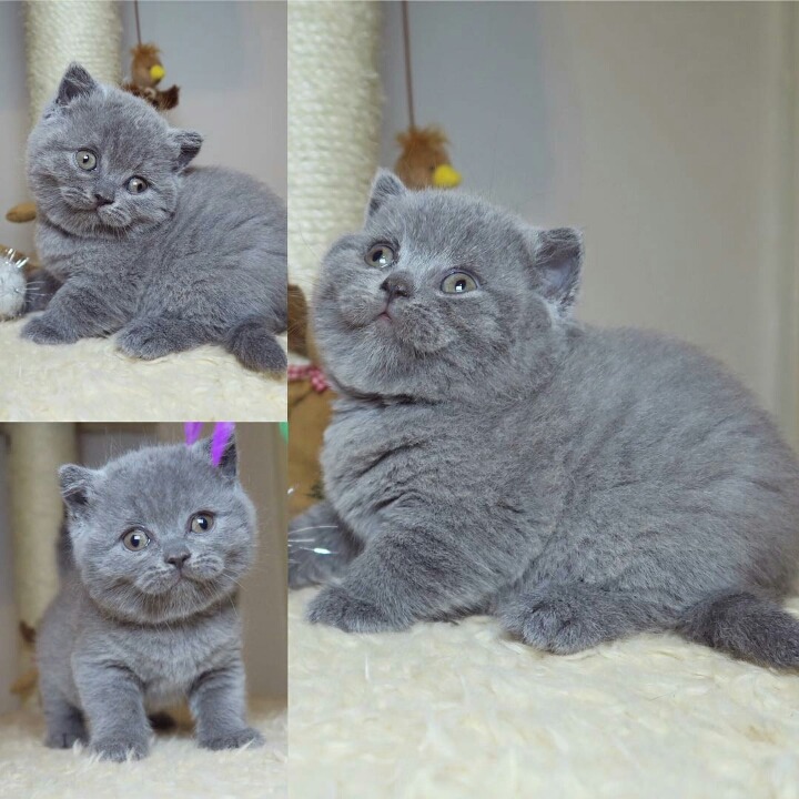 영국 토종고양이 | 인스티즈