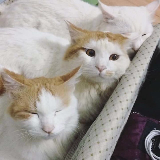 고양이 종특 | 인스티즈