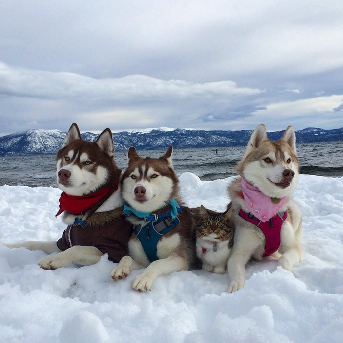 3마리의 허스키들과 친구가 된 냥이.jpg | 인스티즈