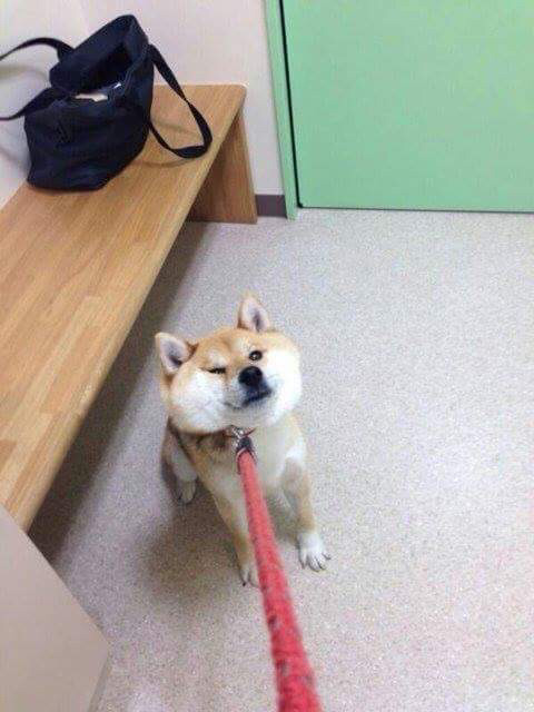 안 가 안 간다고.jpg | 인스티즈