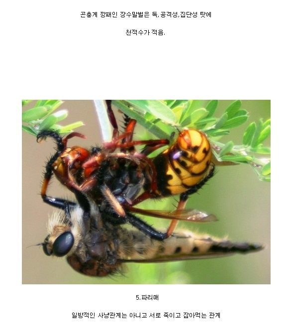 장수말벌의 천적.jpg | 인스티즈