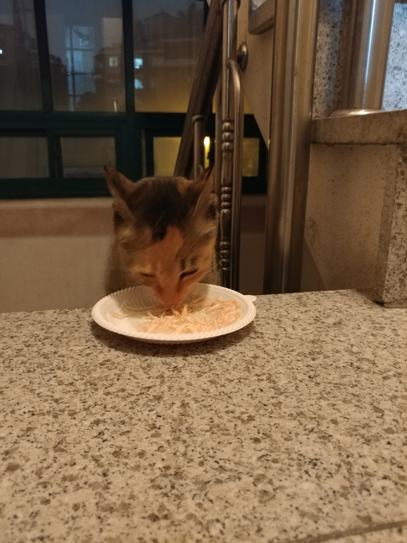 살고싶어서 임신한 몸으로 사람 따라온 고양이.. | 인스티즈