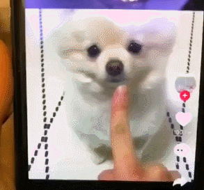 강아지의 애교.gif | 인스티즈