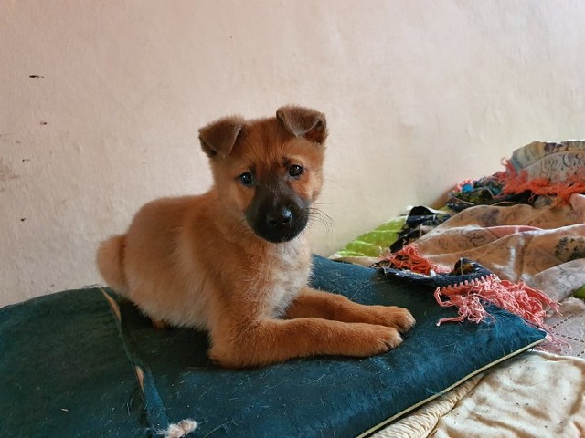 사설 유기견 보호소에 철거 명령이 떨어졌습니다ㅠㅠ관심부탁드려요!! (입양홍보) | 인스티즈