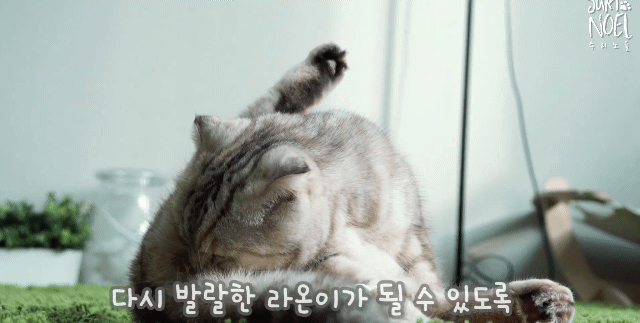 고양이 라온이 건강검진 받다. 그리고 가슴아픈 소식(스코티쉬폴드 유전병) | 인스티즈