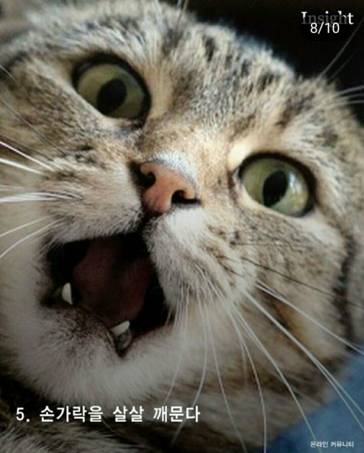 고양이가 집사를 칭찬할때 사용하는7가지방법 | 인스티즈