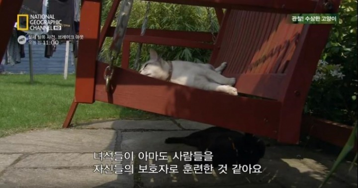고양이가 사람과 살게 된 이유.jpg | 인스티즈