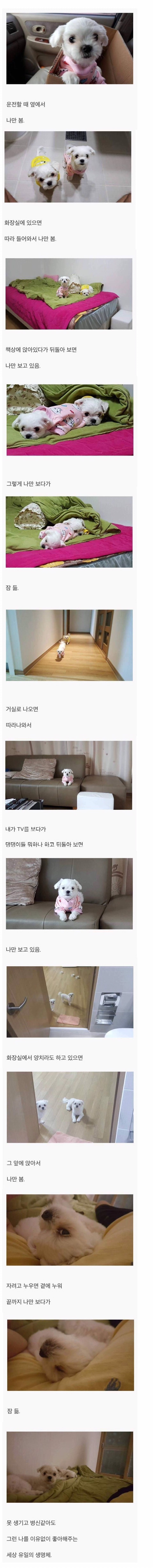 강아지를 키우면 생기는 일................ | 인스티즈