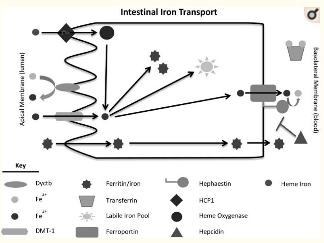 2: Iron absorption and recycle in human body