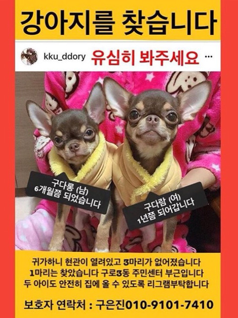 구로구 치와와 다람이랑 다롱이 찾습니다! | 인스티즈