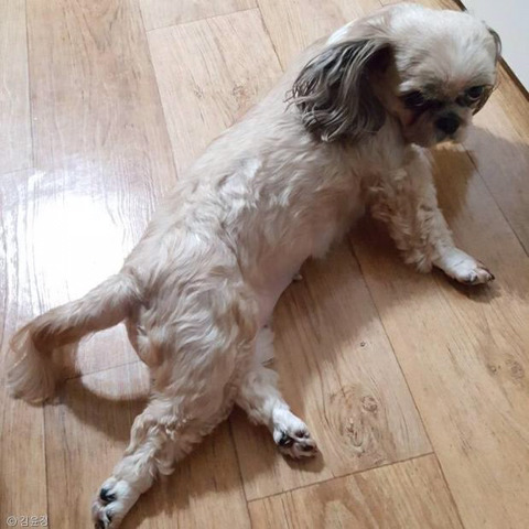 1년에 360일 화가 나있는 강아지.jpg | 인스티즈