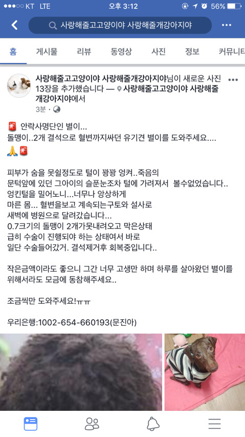 몸속에 돌맹이 두개있는 강아지를 도와줘ㅠㅠ(수술사진/돌주의) | 인스티즈
