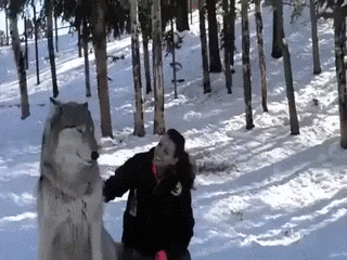 이 친구가 개였다고? 의외의 갯과 동물들.jpgif | 인스티즈