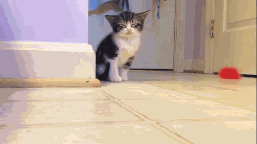 [데이터주의] 동물 움짤 .GIF | 인스티즈