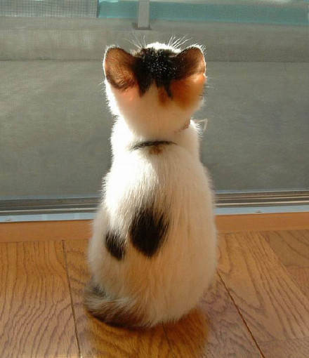 고양이 뒷모습 | 인스티즈