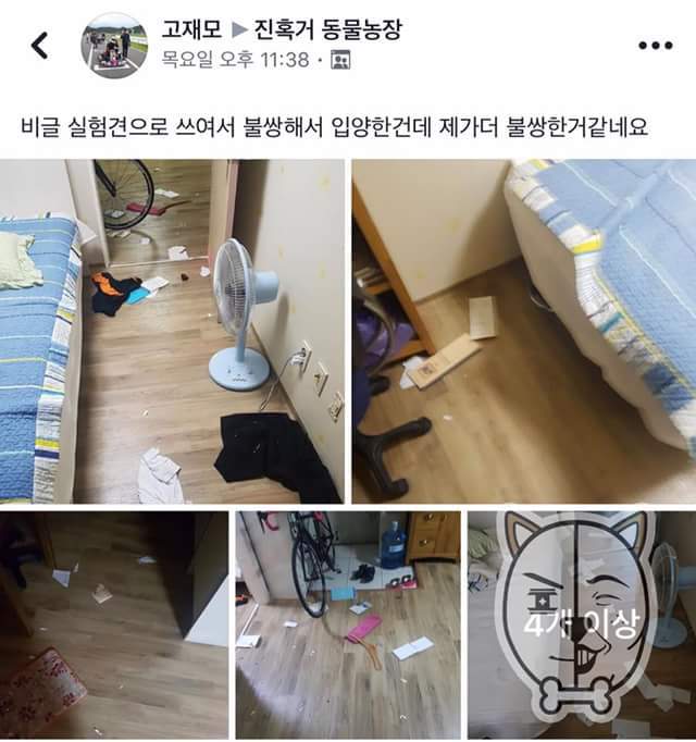 비글이 실험견으로 쓰여서 입양한 주인.. | 인스티즈