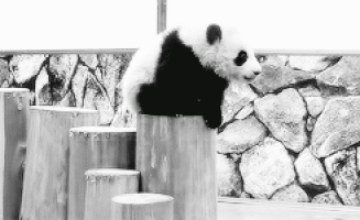 팬더 🐼 굴러다니는 게시물 | 인스티즈