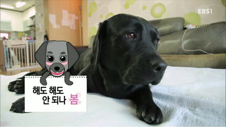 [세나개] 강형욱 훈련사의 팬인 봄이의 보호자들.jpg | 인스티즈