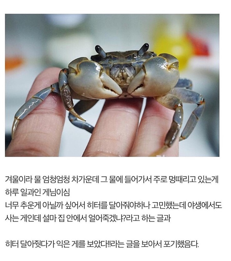 디씨인의 게 키우기 | 인스티즈