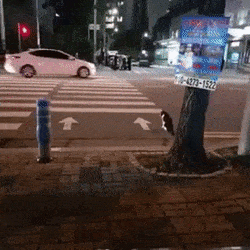거리 위의 냥아치 수준.gif | 인스티즈