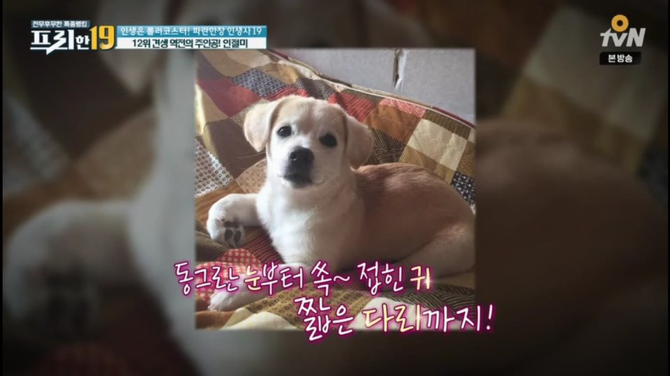 [인절미/짱절미] tvn 프리한19 견생역전의 주인공 | 인스티즈