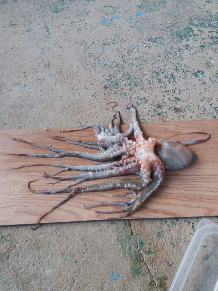 이문어세상 이미지