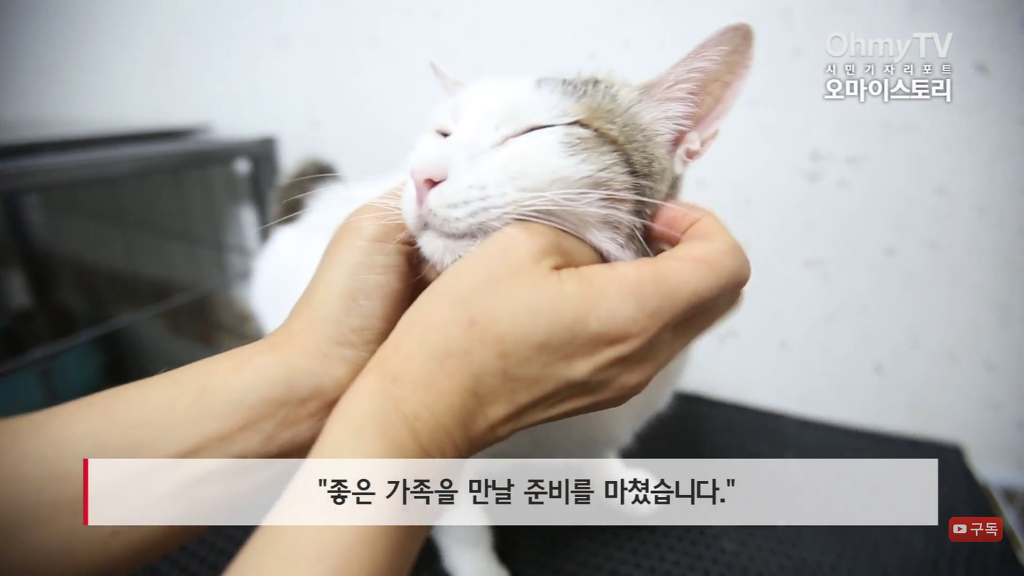 마산 애니멀 호더에게서 구조한 50여마리의 고양이들에게 손길을 내밀어주세요! 곧 쉼터가 폐쇄되어 아이들이 갈 곳이 없습니다 | 인스티즈