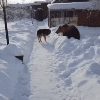 러시아개의 흔한 일상 | 인스티즈