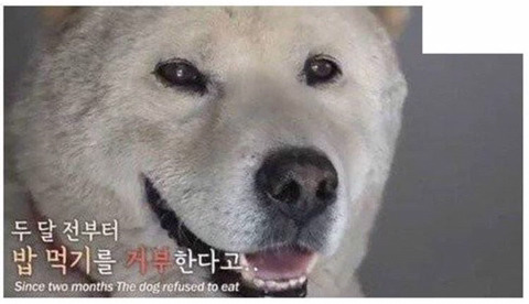 친구의 죽음에 식사를 거부한 댕댕이.jpg | 인스티즈