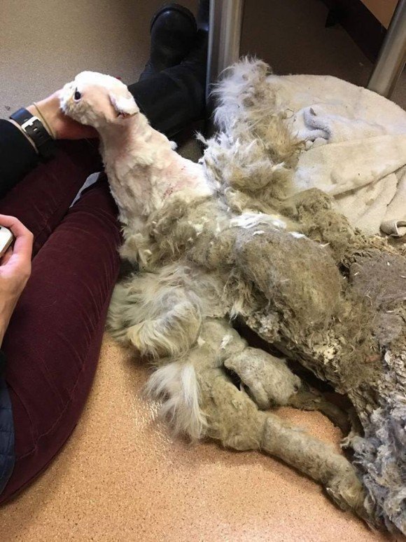 나이 많은 주인이 죽은 뒤 홀로 살아온 고양이.jpg | 인스티즈