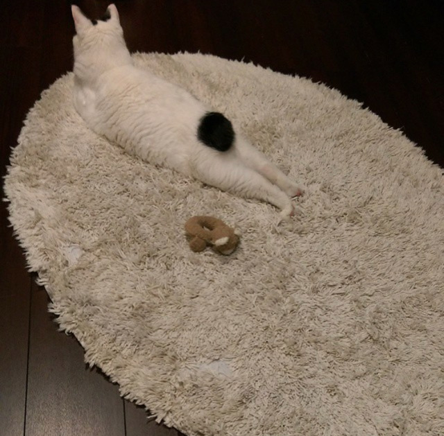 궁디가 까만 고양이 | 인스티즈