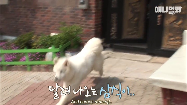 모른척 지나가면 짖는 삼식이.jpg | 인스티즈
