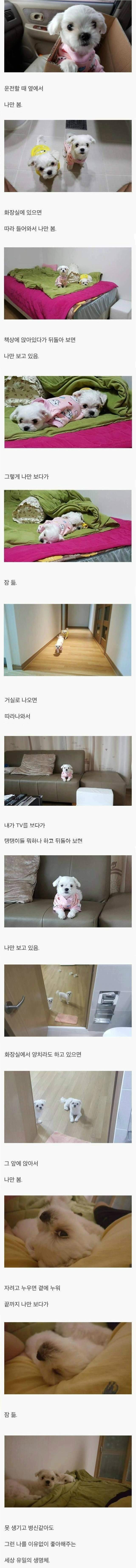 강아지들 특징 | 인스티즈
