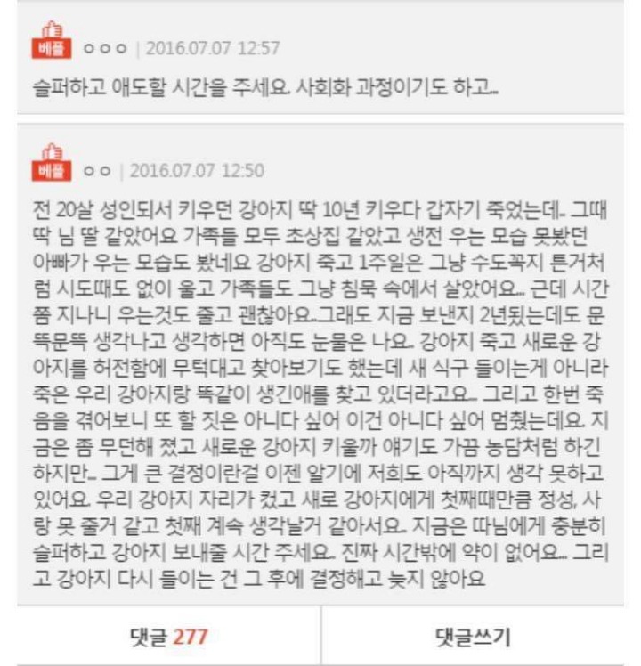 18년키운 강아지가 죽었는데 | 인스티즈
