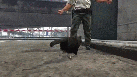 고양이가 무서웠던 경찰.gif | 인스티즈