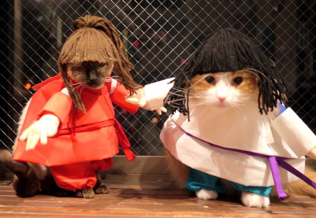 고양이 지브리 할로윈 의상 대회.jpg | 인스티즈