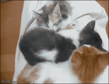 곤히 잘 자는 냥이 들어 보기.gif | 인스티즈