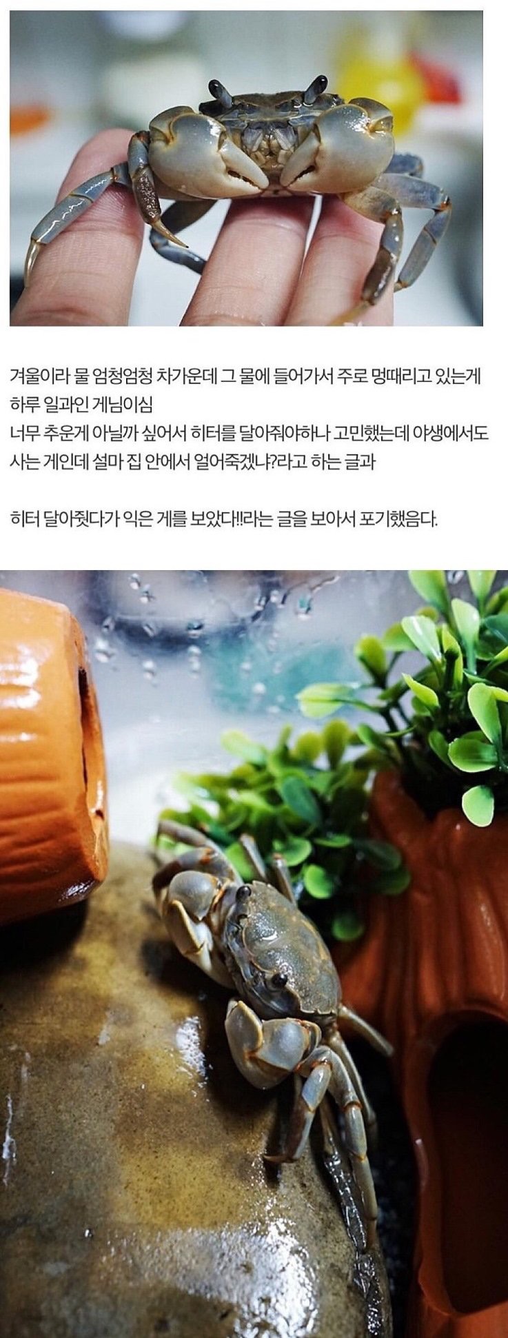 게 키우는 사람 | 인스티즈
