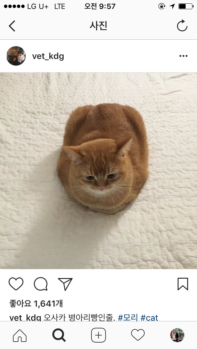 고양이 식빵의 정석.jpg | 인스티즈