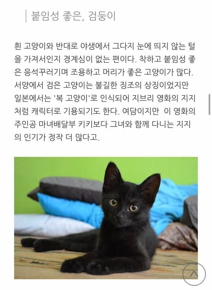 고양이 무늬별 격 .jpg | 인스티즈