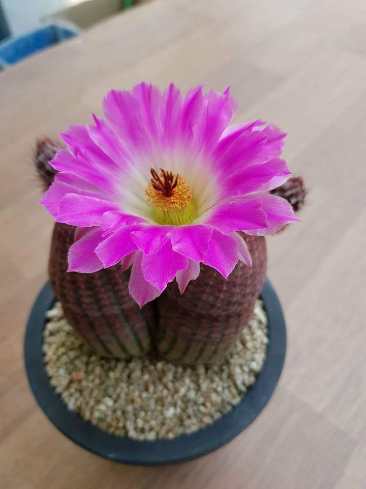 수연다육 이미지