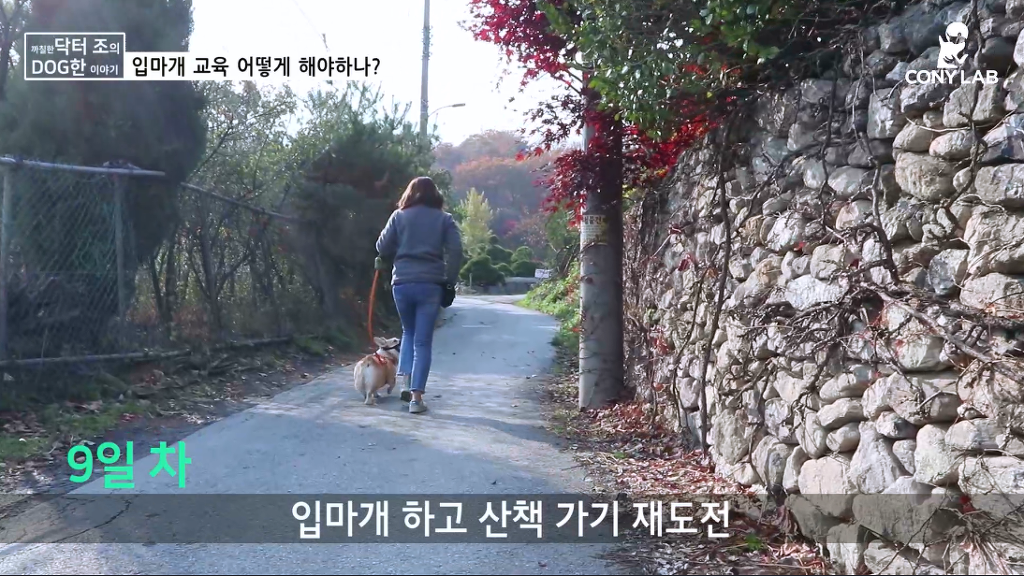 [영상] 강아지에게 거부감 안들게 입마개 교육하는 법! | 인스티즈
